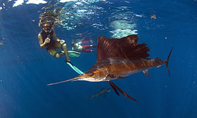 Плавание с рыбой-парус в Юкатанском проливе (декабрь — март)