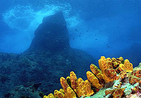 Подводный мир вокруг острова Саба известен необыкновенными видами остроконечных скал