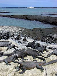 Галапагосские острова (Галапагосы): морские игуаны греются на солнышке.