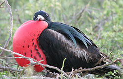 Галапагосские острова (Галапагосы): птица Великолепный фрегат.